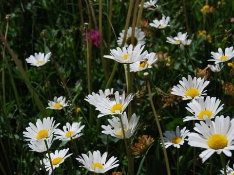 Arnica 3