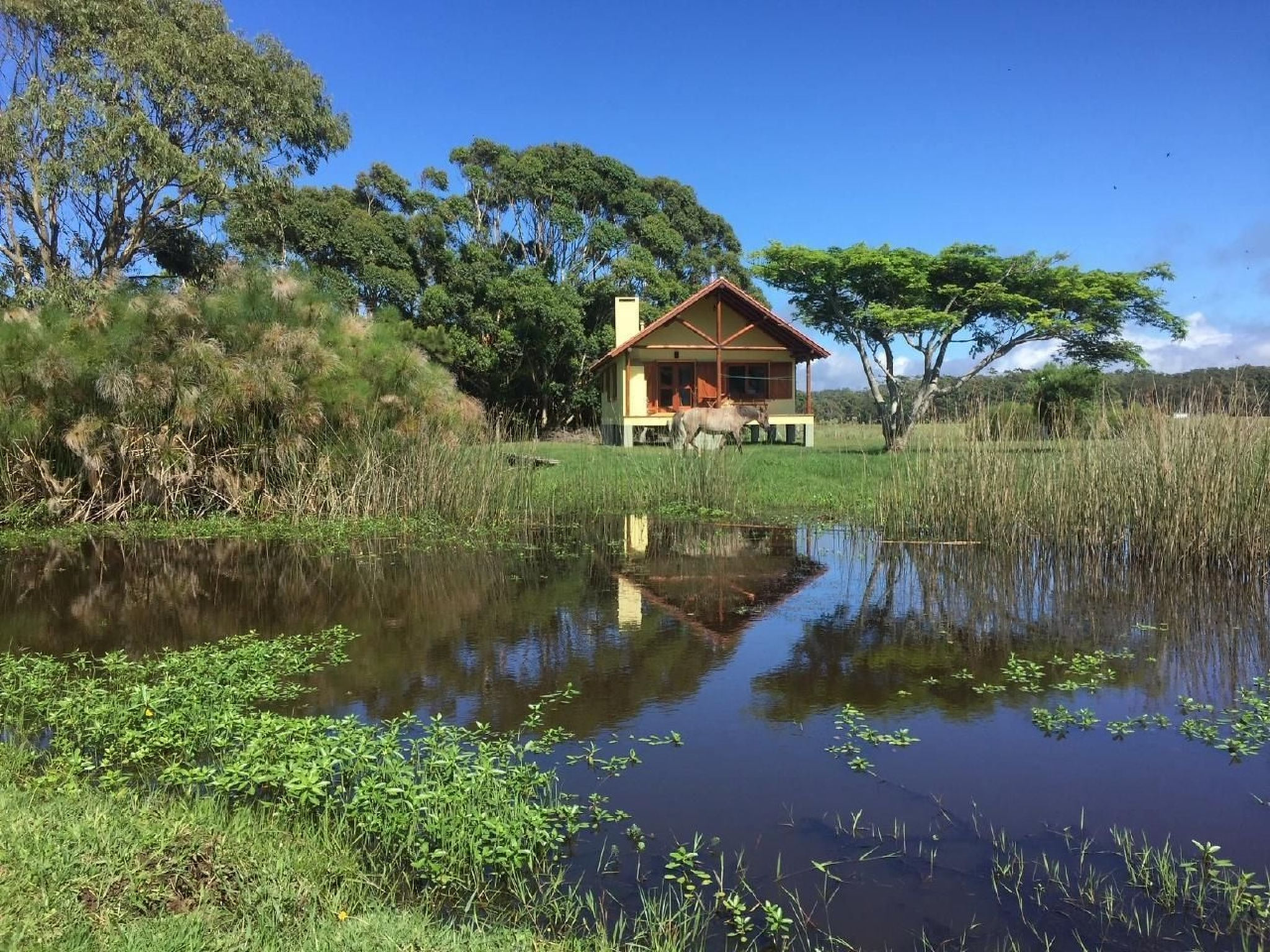 La Ranita Negra Casa Mariposa