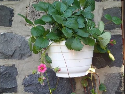 in Bernsfeld mit großem Garten