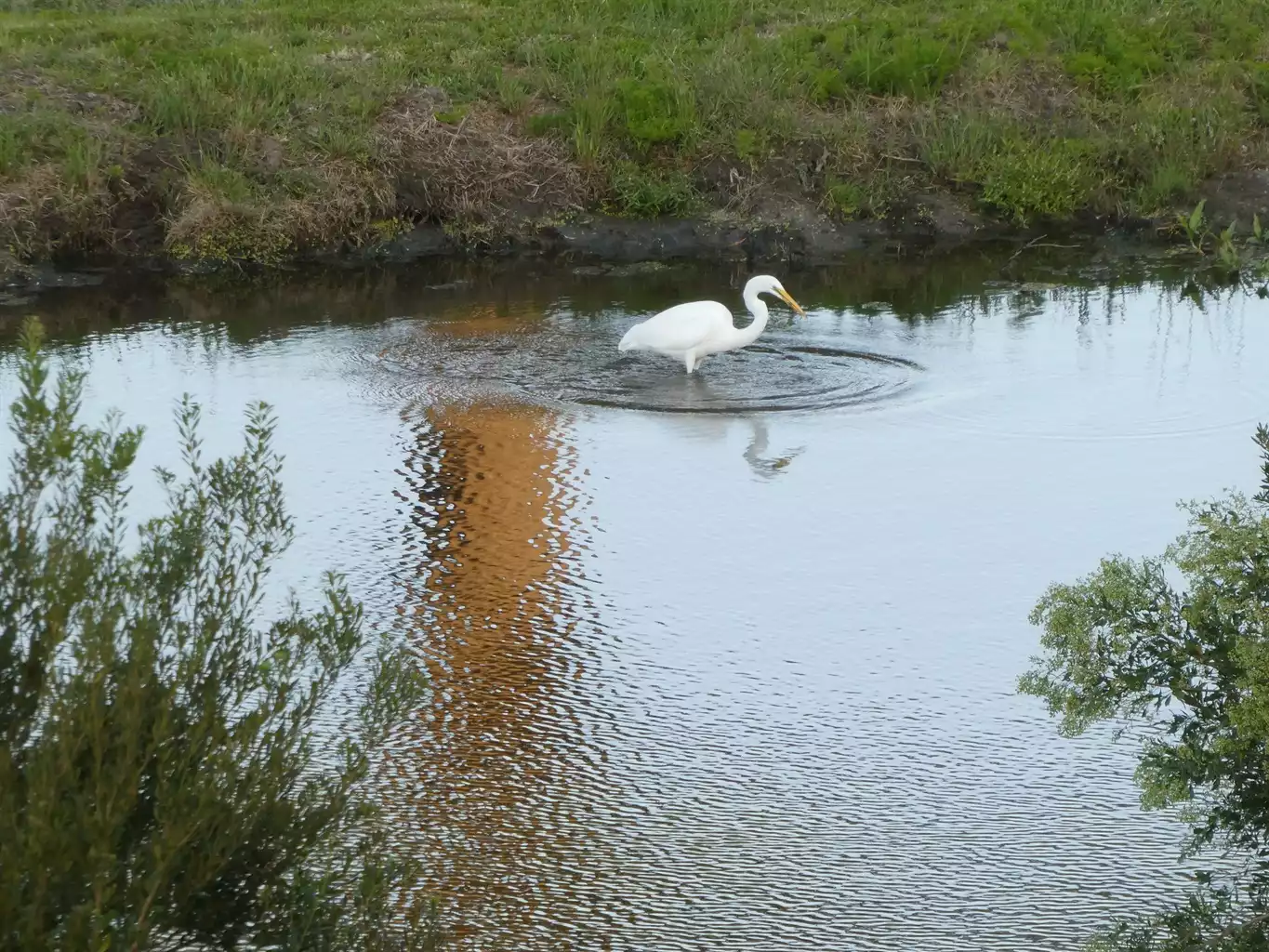 Morning visitors - Big Red Seaport - Selbyville