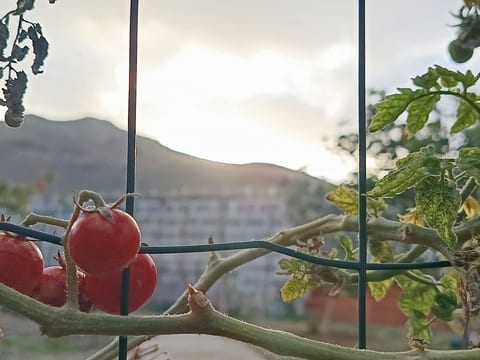 Edara Home - Haus mit privatem Garten