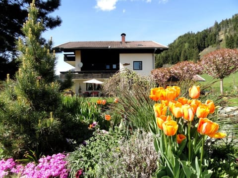 Cosmea in Millstatt