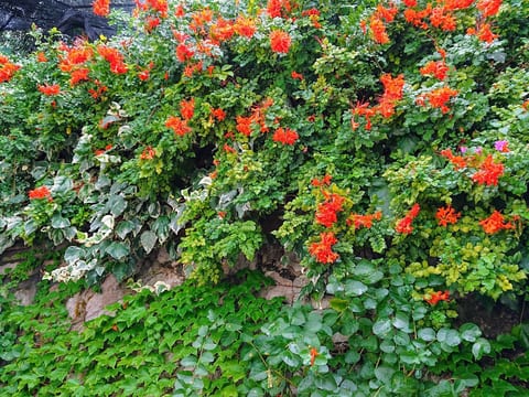 Villa l'Ulivina - Entspannung Garten Sonnenterrasse
