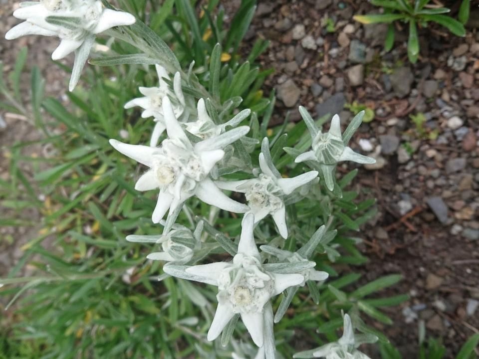 Alpen-Paradies Edelweiss Urnäsch - Urnäsch