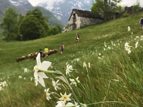 Typisches Tessiner Landleben im Centovalli