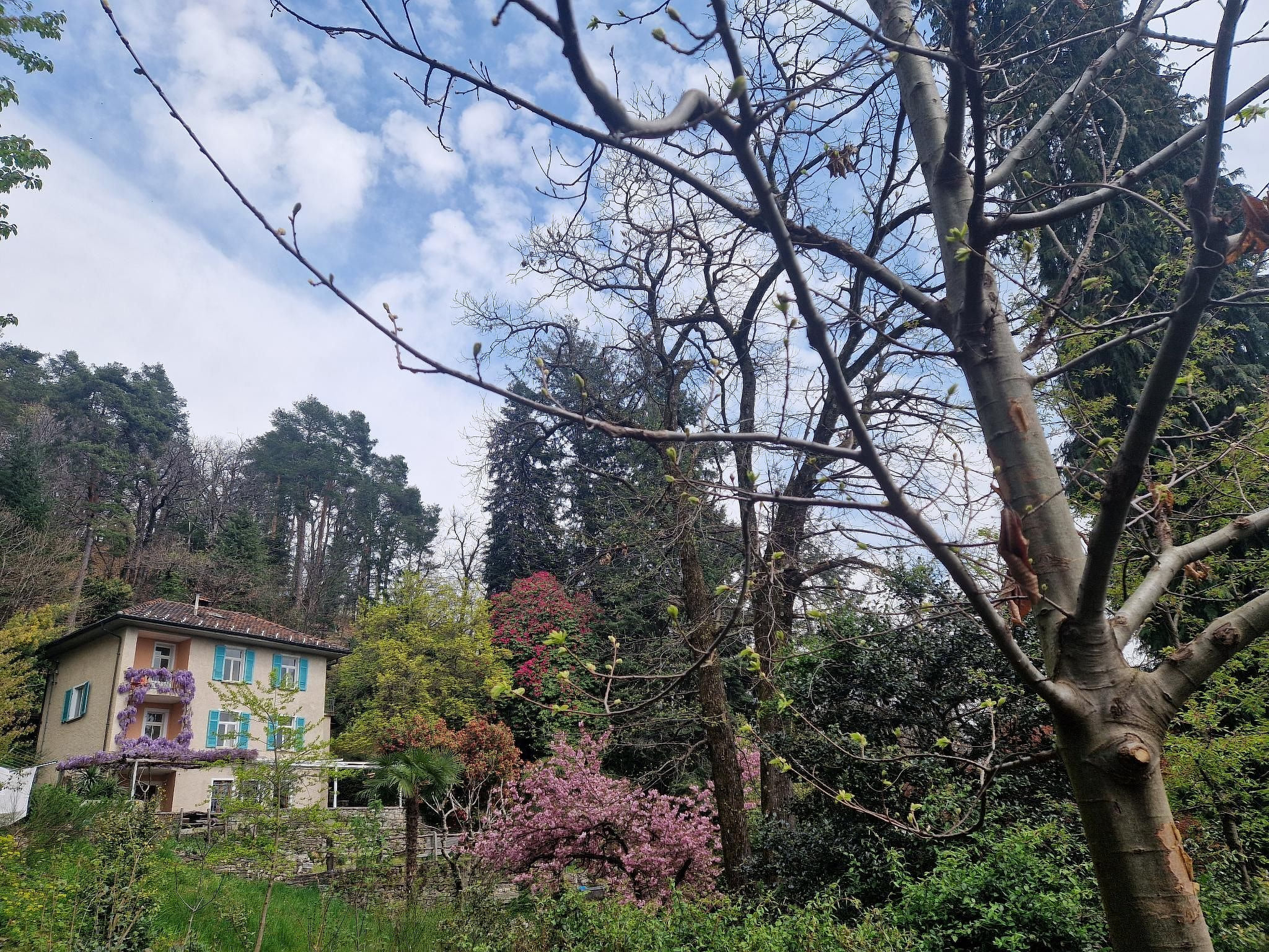 La Pineta