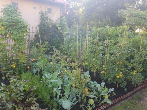 in Żarnowska mit Grill und Garten