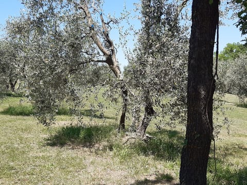 Villa Poggio le Vignacce