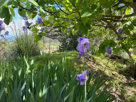 Exklusiv Ferienhaus Elba mit Panorama und Garten