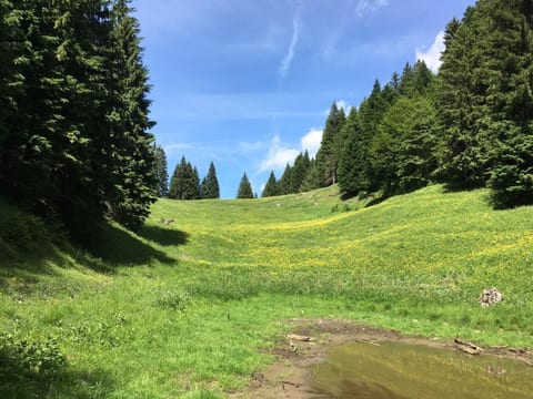 mit Sauna in Pieve Di Bono