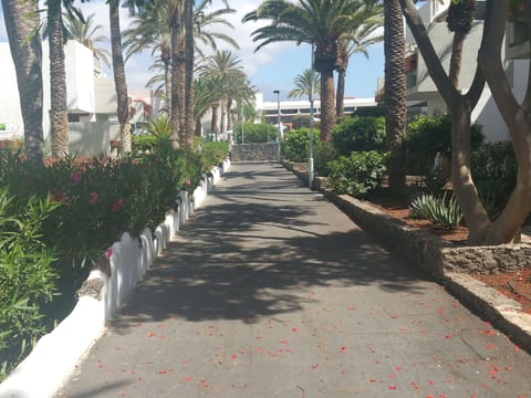 "Primavera