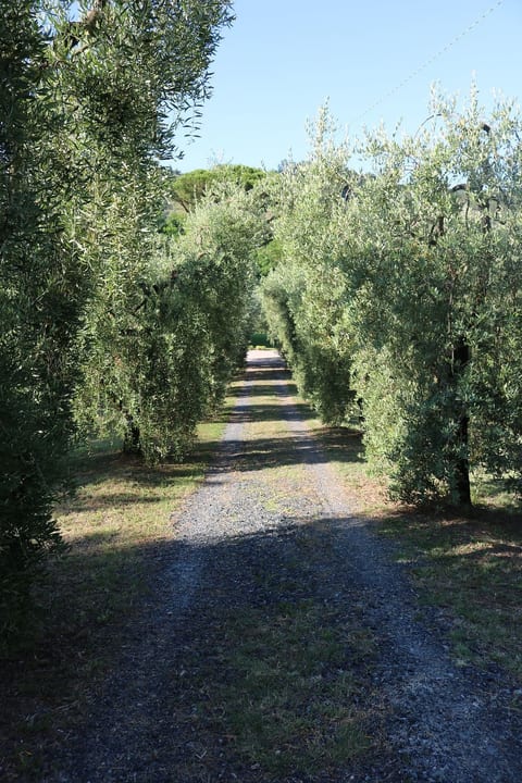 Campo del Rosario