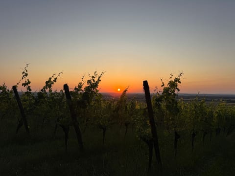 Panorama 180°