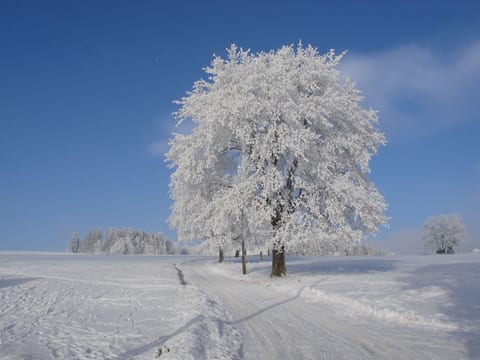 Charmantes, traditionelles Holzhaus