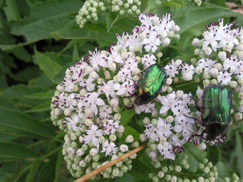 mit biologischem Schwimmteich