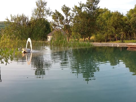 mit biologischem Schwimmteich