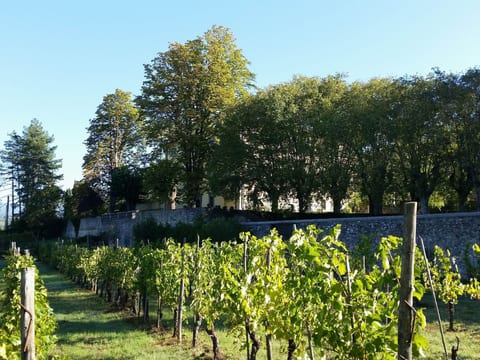 Villa 'Villa Salicone' mit privatem Pool