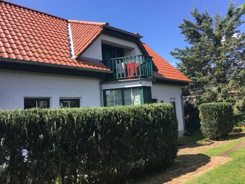 Löwenzahn