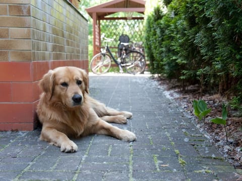 in Alt-Schadow mit Grill und Terrasse