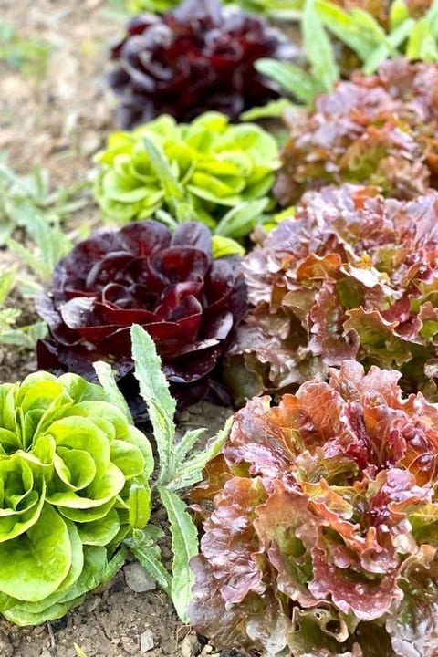 Landgut "Biancospino" mit Gemeinschaftspool