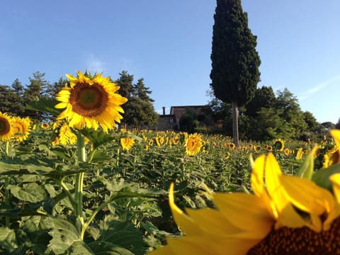 Toskana Poggio Cantarello