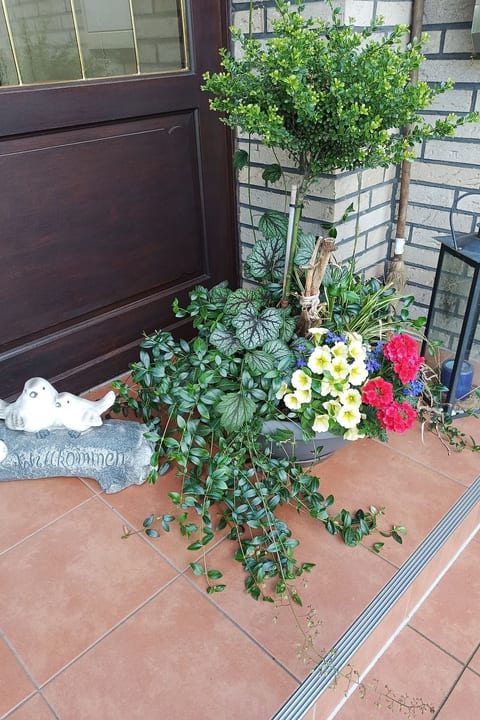 Zwei Finken in Wiesmoor