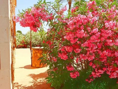 Finca Can Algarrobo