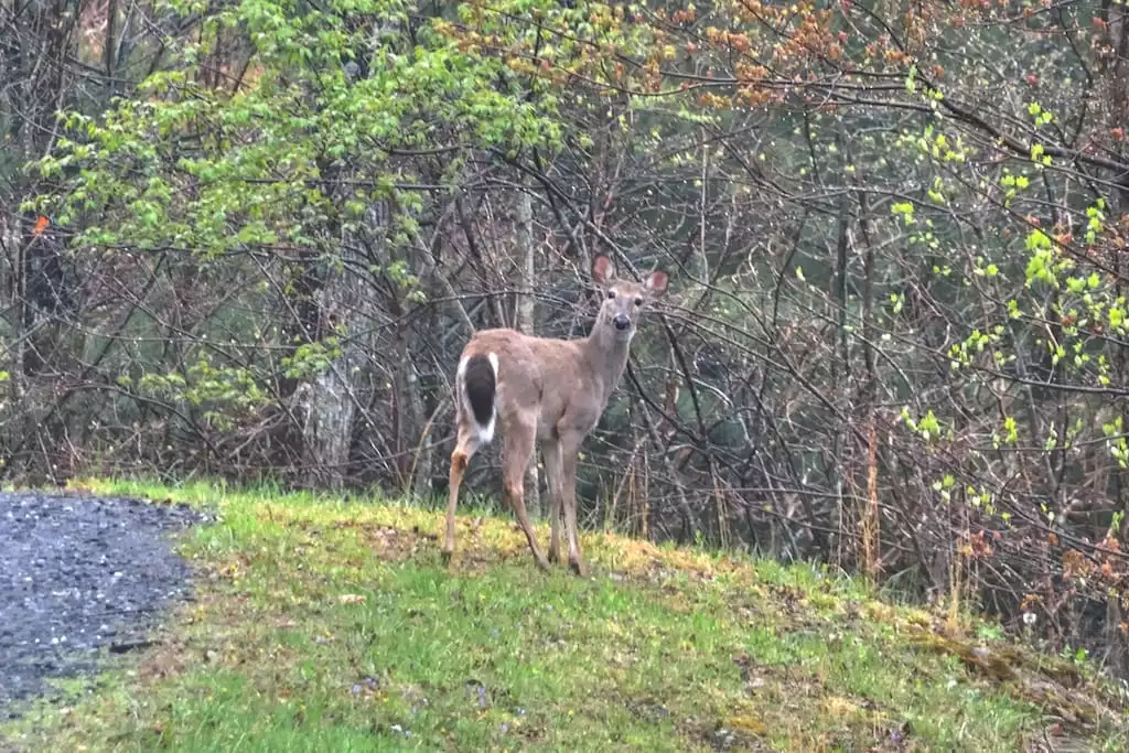 Sit on the porch and enjoy nature. Deer on our driveway. You will also see wild turkey, gold finch,  blue birds and chickadee. - HAWKS VIEW HOUSE - Bakersville