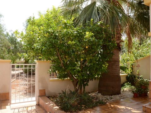 Olivos 8
