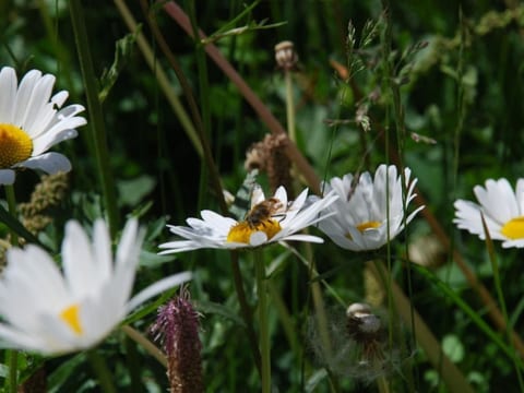 Arnica 2 La Punt