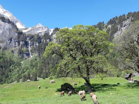 Rietberg 8 Braunwald