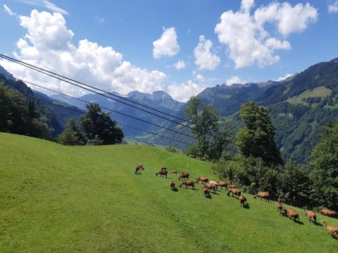 Oase im Engelbergertal zwischen Luzern & Engelberg