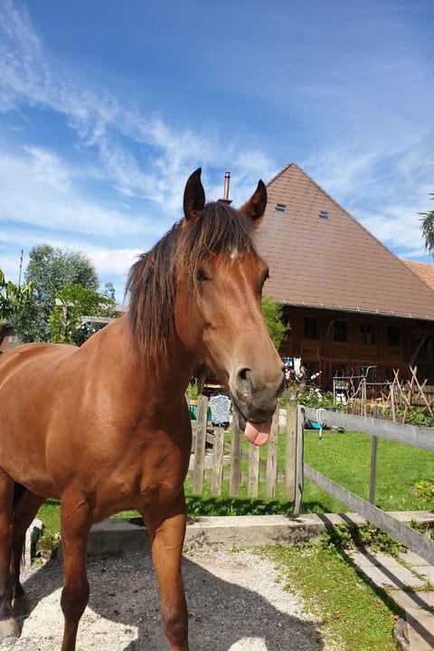 Sommerhof