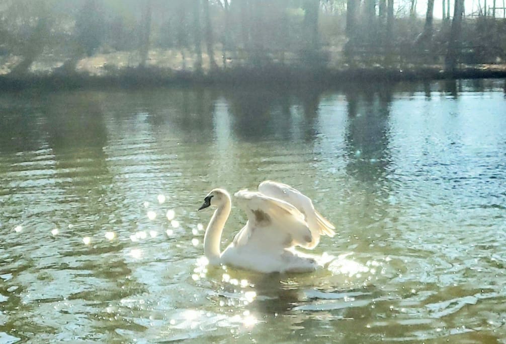 Poseidon, 9 month old cygnet Sanctuaryoftheswan.com extended stay hotel, aparthotel, a WHOLE HOME hotel with only Apartments & Cottage. Dog friendly. A small, private nature reserve with white mute swans, koi & wild life. Make appt to feed swans. Poseidon, 9 month old cygnet Sanctuaryoftheswan.com extended stay hotel, aparthotel, a WHOLE HOME hotel with only Apartments & Cottage. Dog friendly. A small, private nature reserve with white mute swans, koi & wild life. Make appt to feed swans. - Premier APT wellness nature reserve SwanSanctuary - Birdsboro