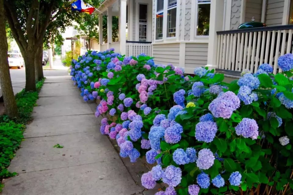 Chadwick Cottage Vacation Rental Home. Exterior View showing Nikko Blue Hydrangeas in bloom during the Summer. Vacation Rentals Asbury Park. Vacation Rentals Ocean Grove. 