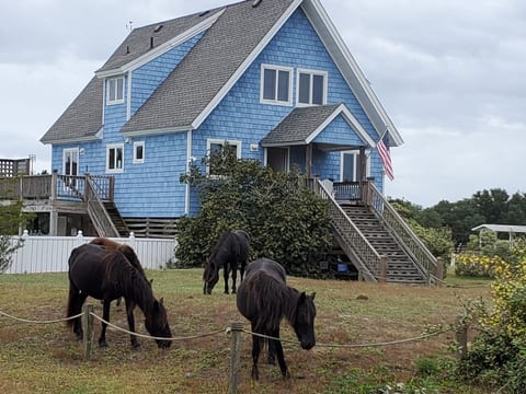Horse Haven Carova