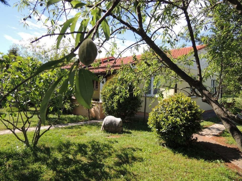 Melisa 4 - Dračevac