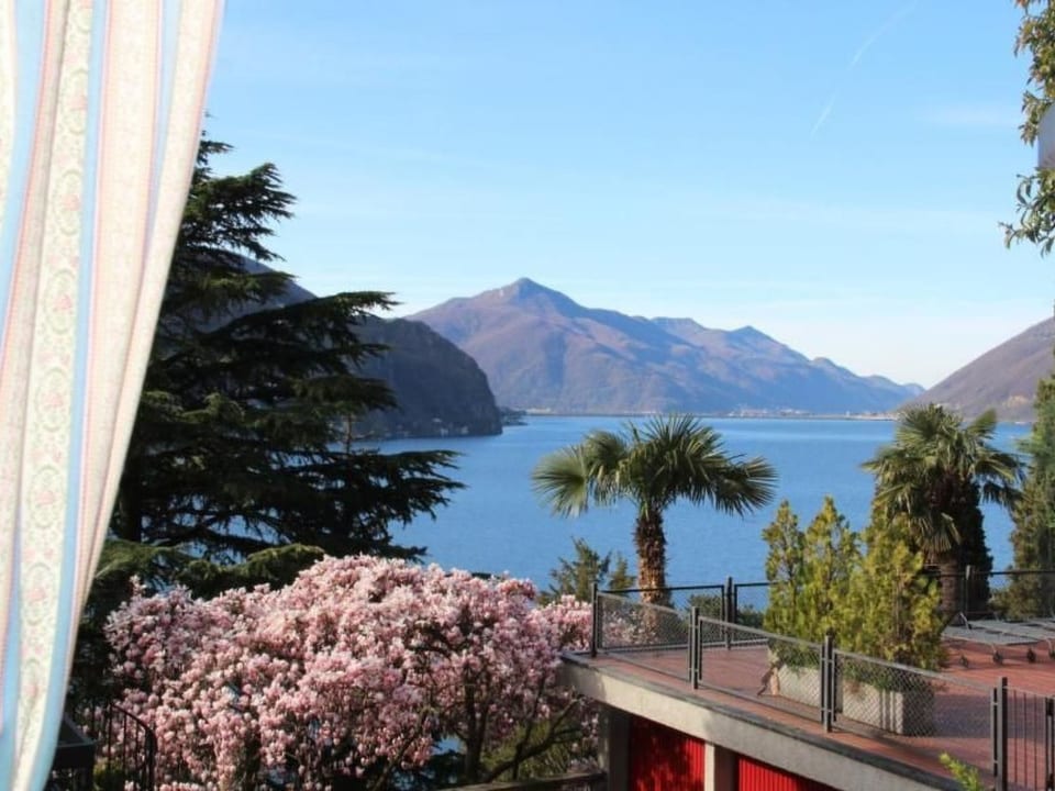 Olive - Lugano