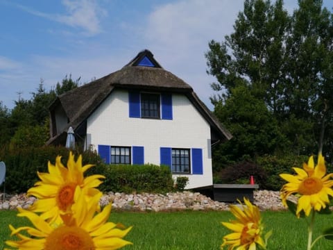 Haus-Zauberblau
