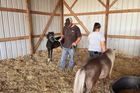 Horse trainer works with our miniature horse and pony. 