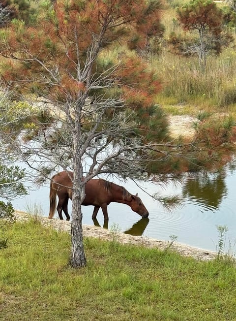 Tranquility at its finest with sights of the Wild horses