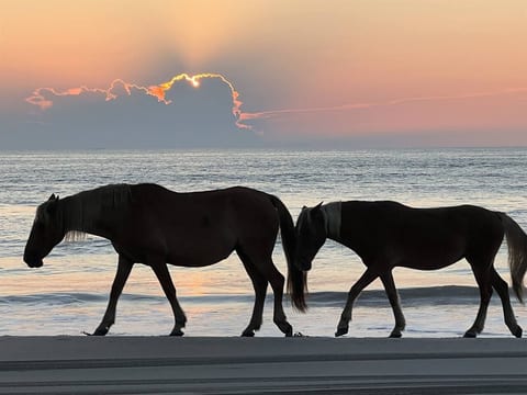 4x4 Corolla, Waterfront, Dock, Wild Horses, Kayak