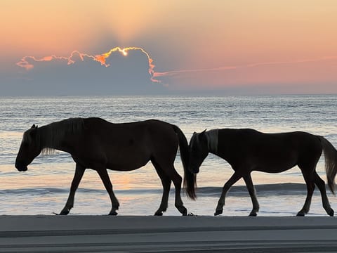 Wild Horses roam on property