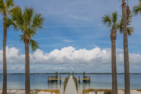 Palm Tree Paradise