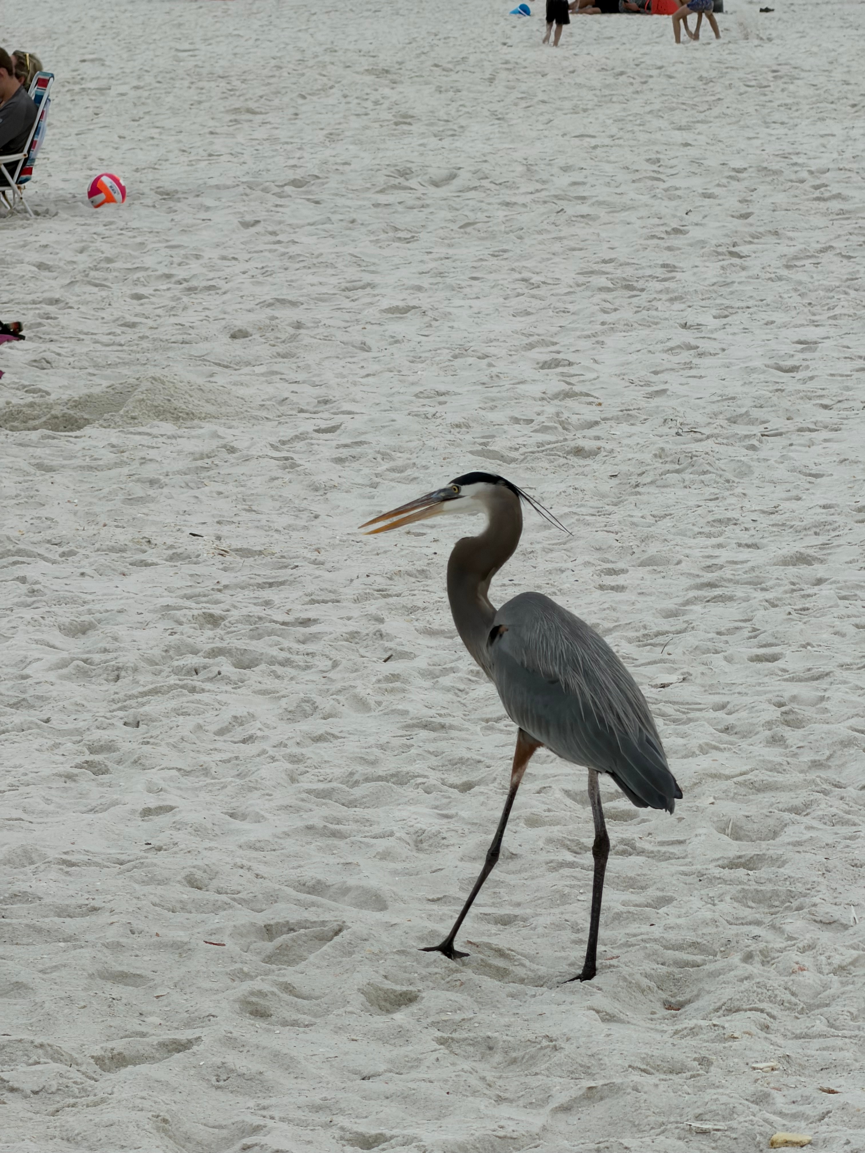 Blue Herons and Dolphins are often seen at the beach
