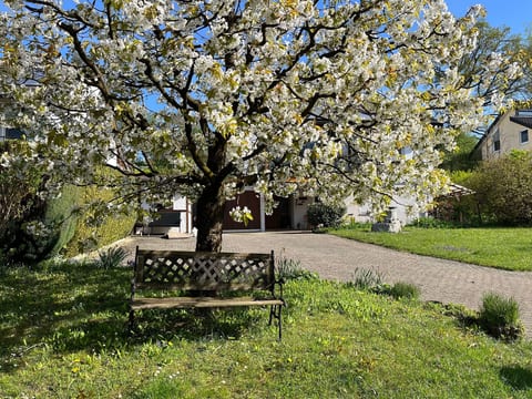 am Kirschbaum