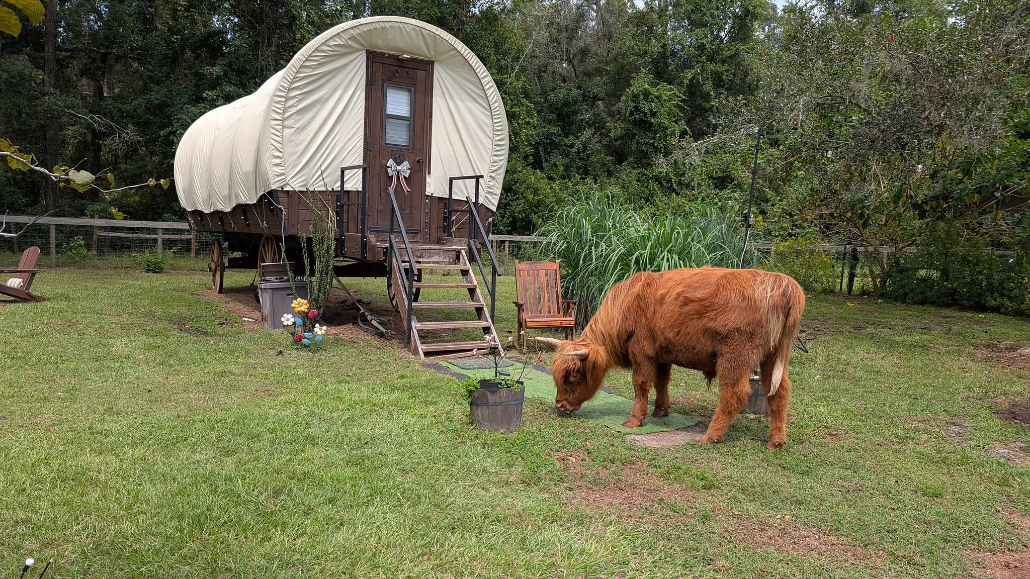 Peaceful King Bed Wagon with Highland Cows