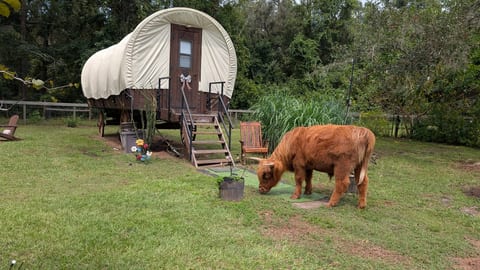 Peaceful King Bed Wagon at Highland Cows Sanctuary