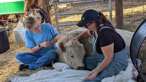 Peaceful King Bed Wagon at Highland Cows Sanctuary - Wagon 2