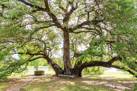 The namesake of "Three Oaks Farm." The gorgeous oak tree and original water well from the mid 1800s. This sits in front of the Historic House..